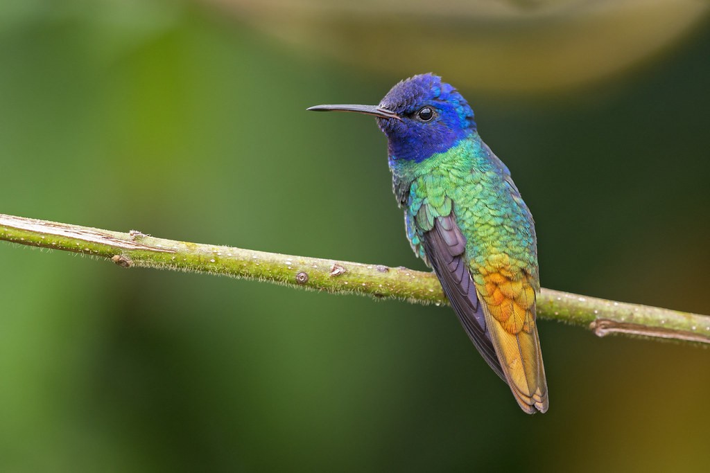 caracteristicas do beija-flor-de-cauda-dourada