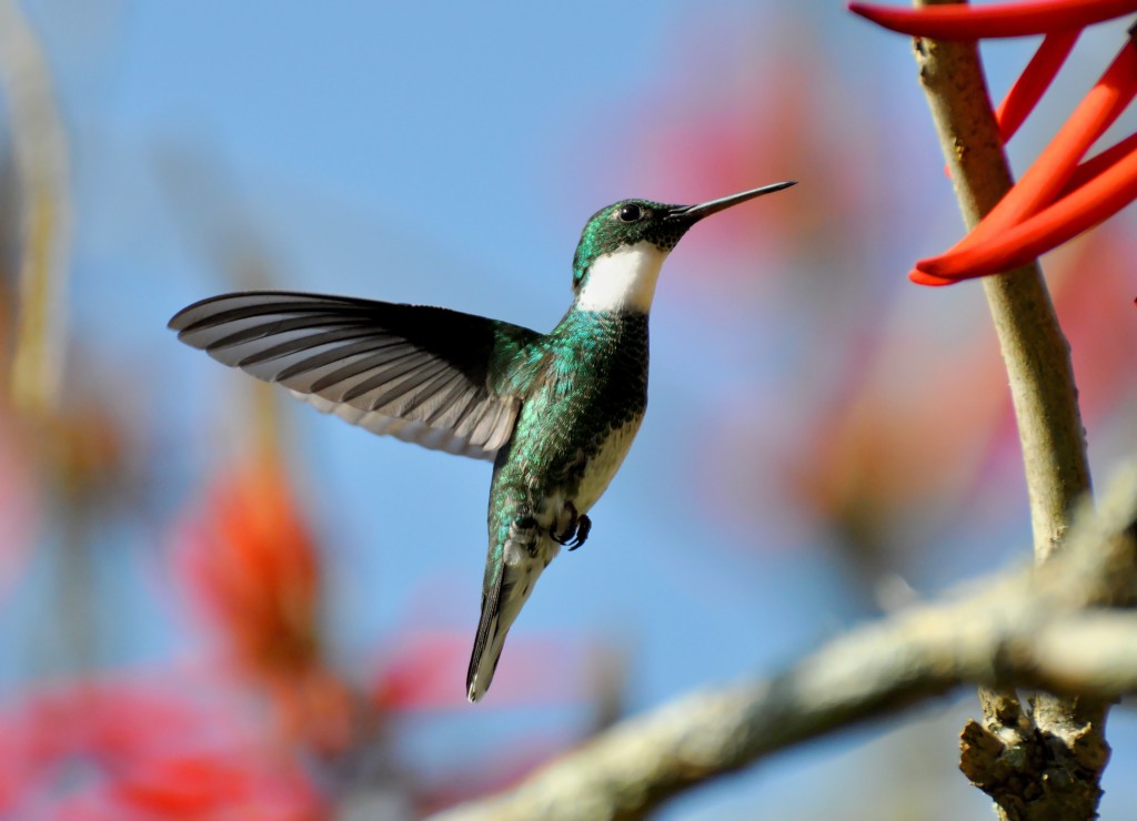 caracteristicas do beija-flor-de-papo-branco