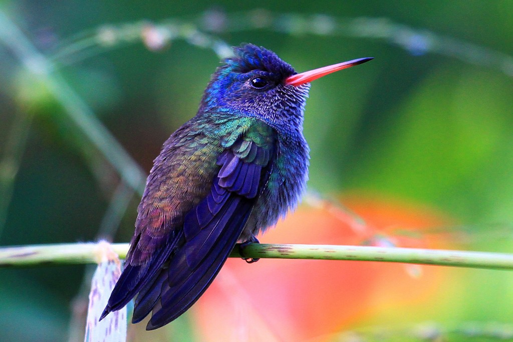 caracteristicas do beija-flor-roxo