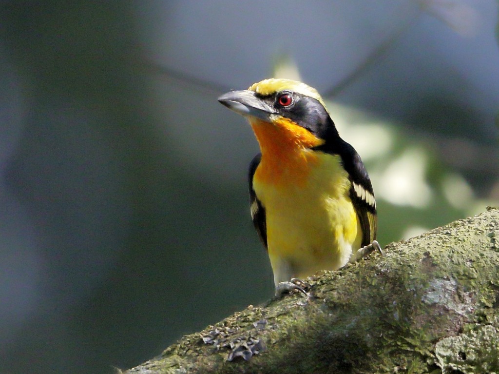 caracteristicas do capitao-de-fronte-dourada