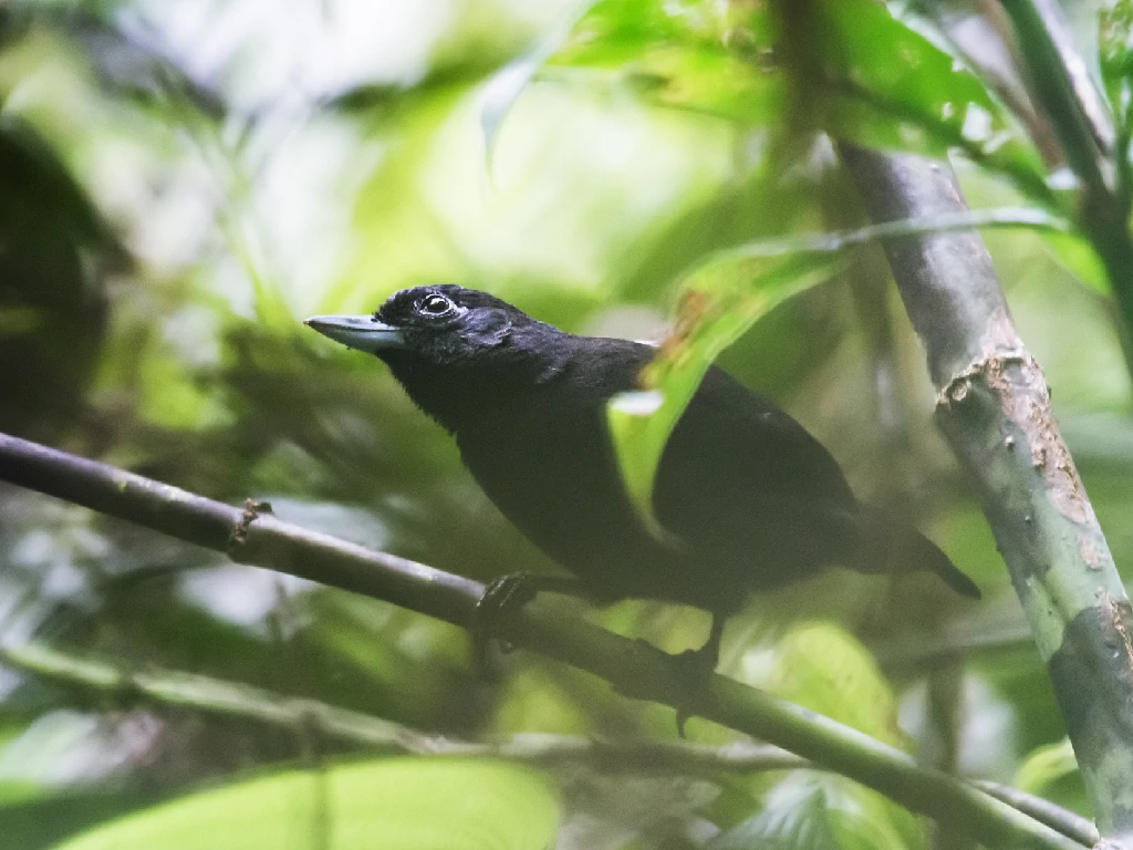 caracteristicas do choca-preta