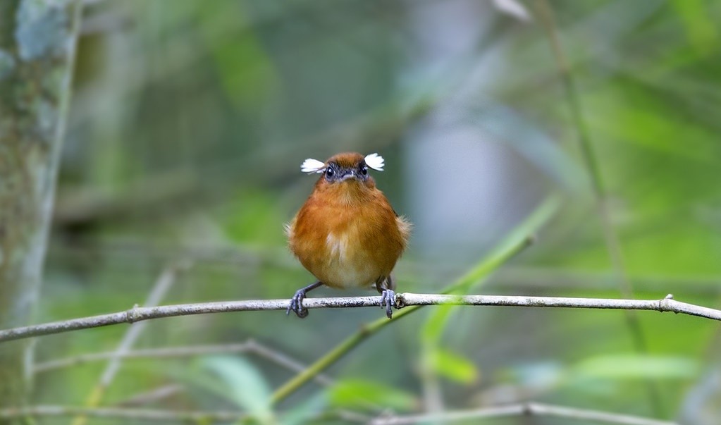 características do chupa-dente-do-nordeste