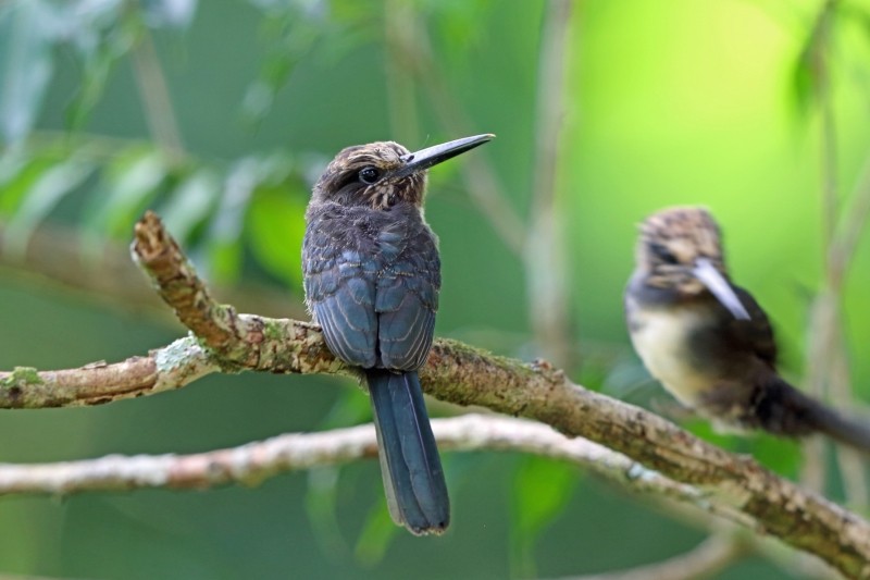 caracteristicas do cuitelao