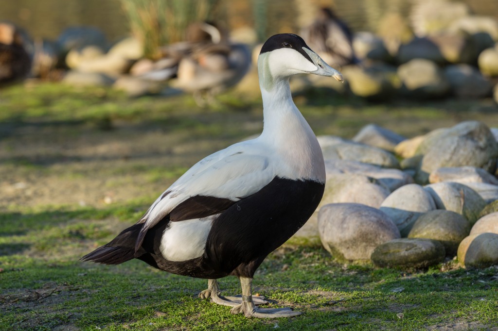 características do eider-edredao