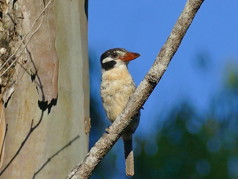 caracteristicas do joao-bobo