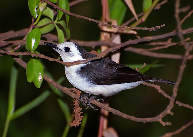 características do lavadeira-de-cara-branca