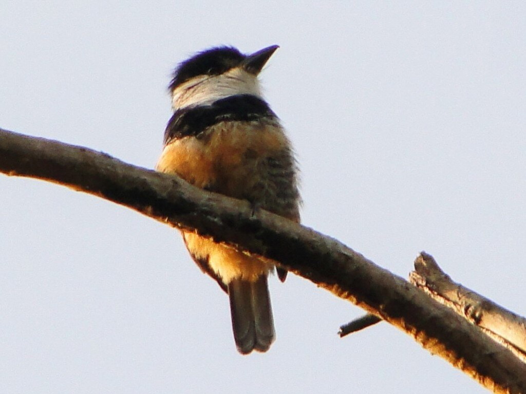 caracteristicas do macuru-de-barriga-castanha