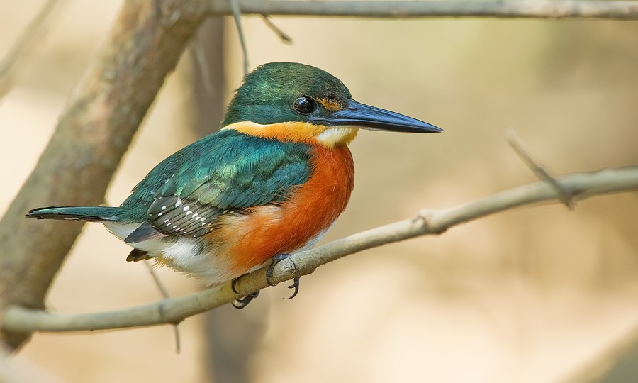 caracteristicas do martim-pescador-miudo