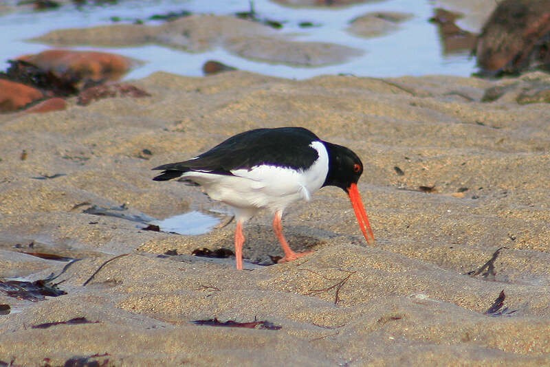 características do ostraceiro-comum