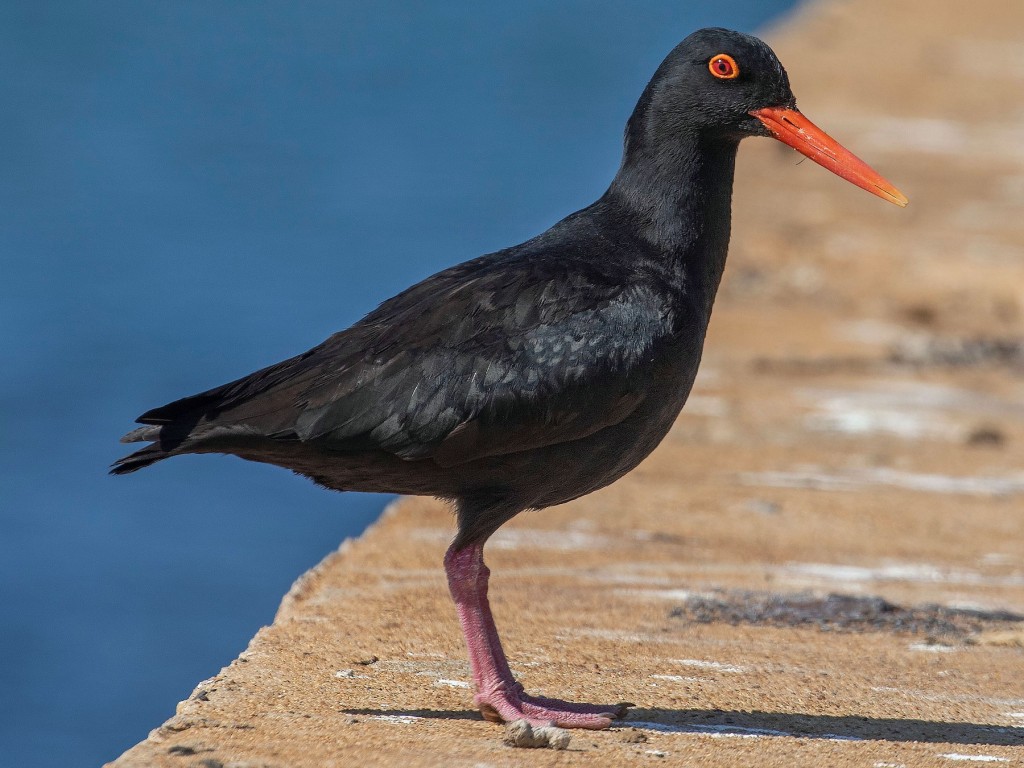 características do ostraceiro-das-canarias