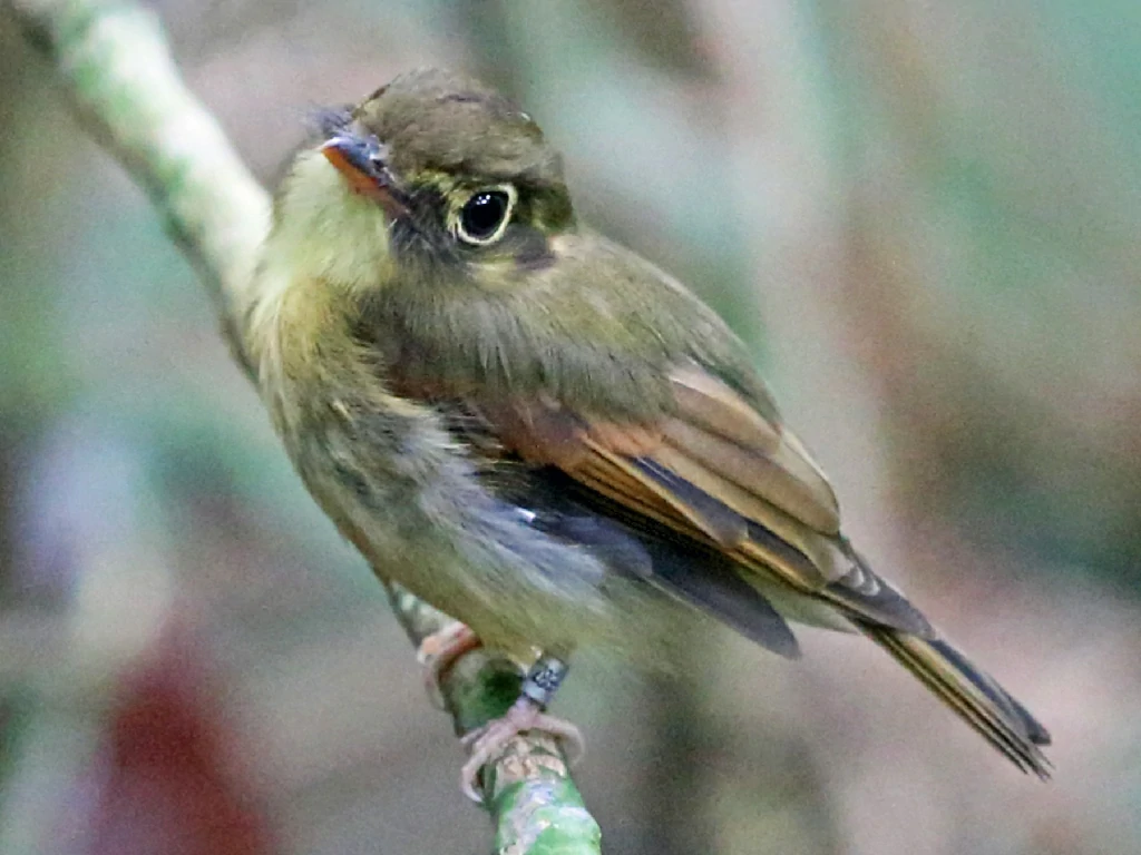 características do patinho-de-asa-castanha