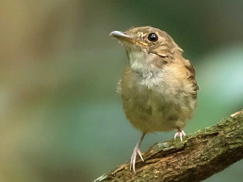 características do patinho-escuro