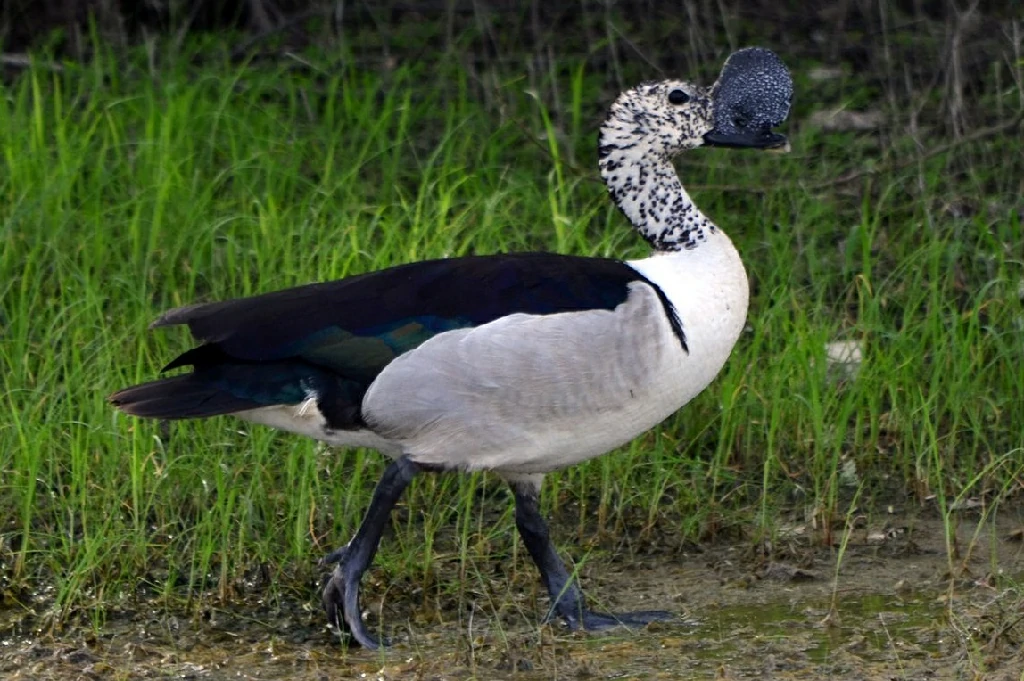 características do pato-de-caruncula