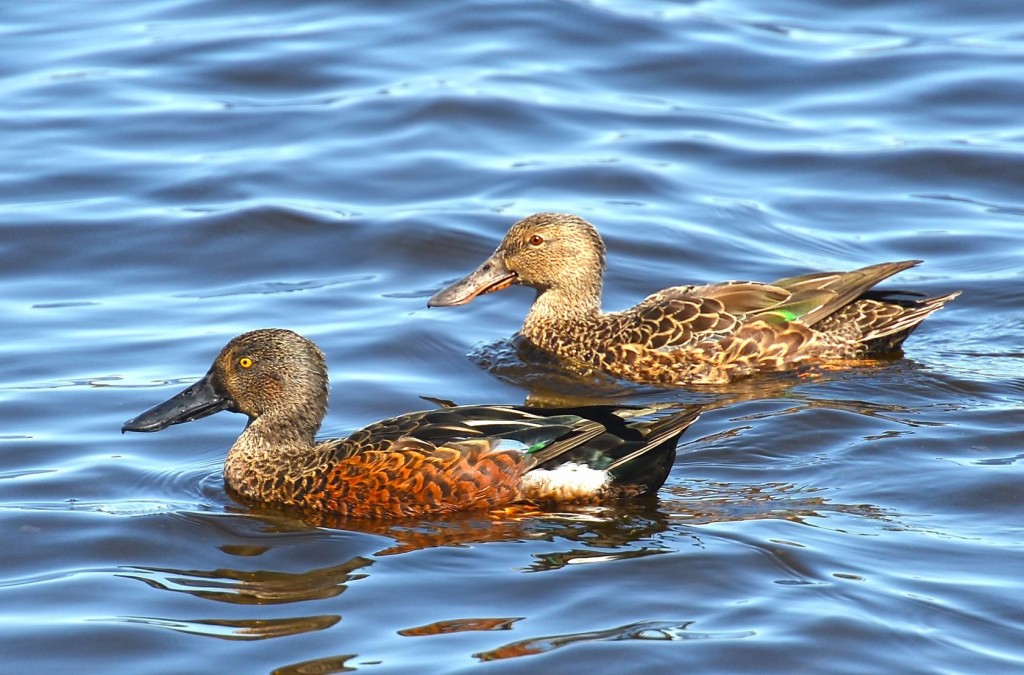 características do pato-trombeteiro