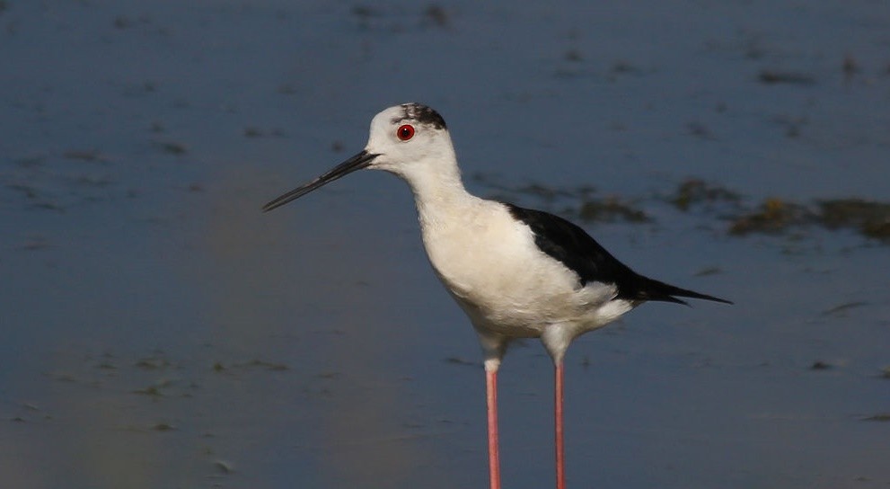 características do pernilongo