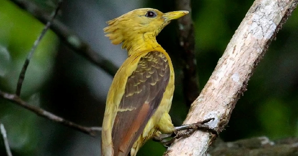 caracteristicas do pica-pau-amarelo
