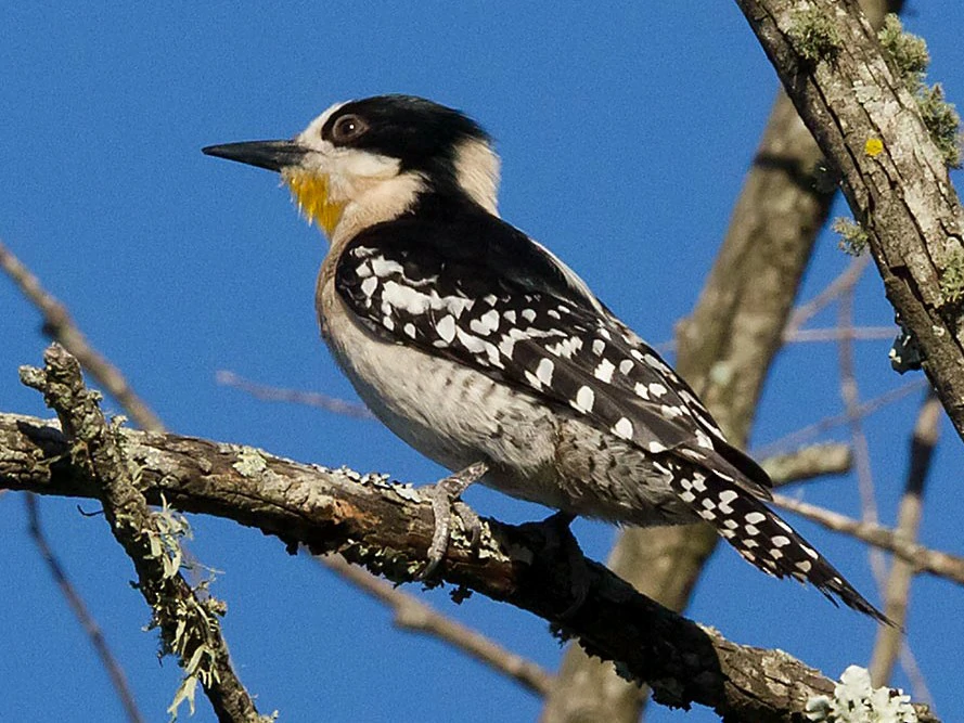 caracteristicas do pica-pau-de-testa-branca