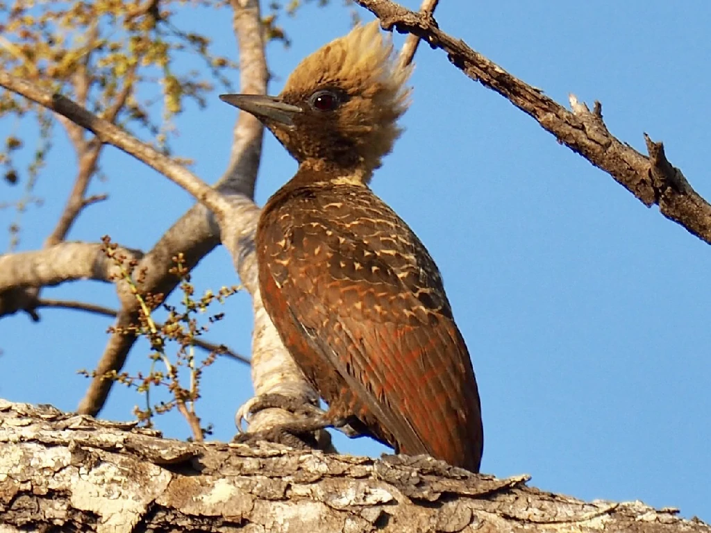 caracteristicas do pica-pau-louro