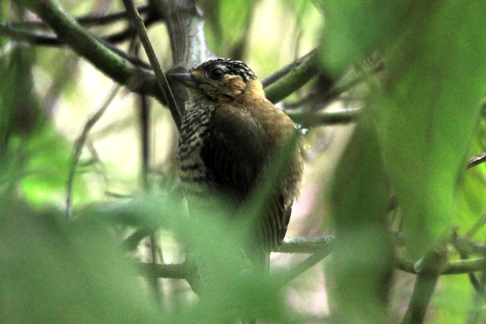 caracteristicas do picapauzinho-do-amazonas