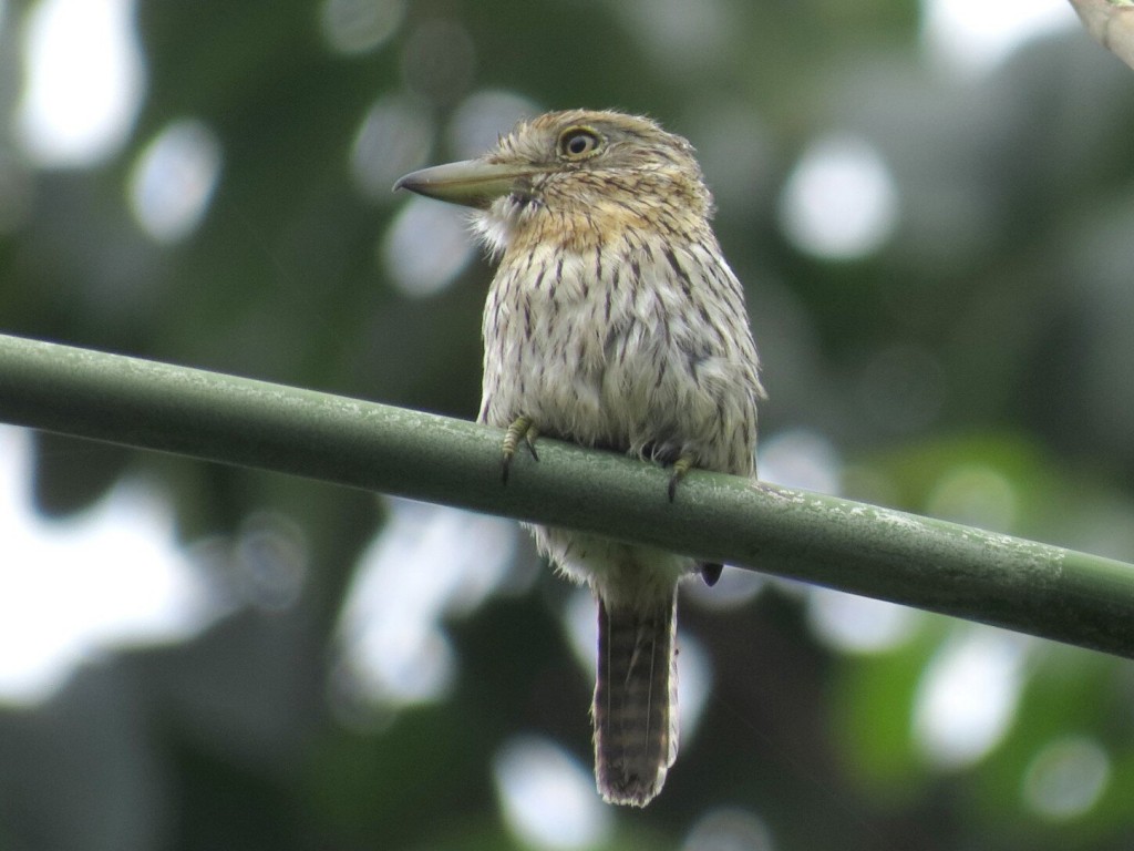 caracteristicas do rapazinho-estriado-do-oeste