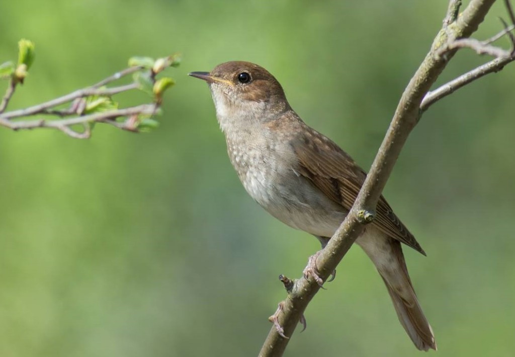 características do rouxinol de tordo 