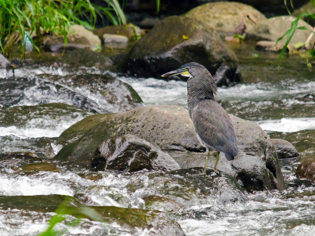 características do soco-jararaca