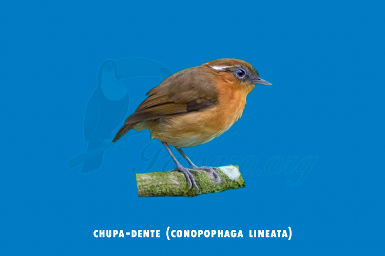 chupa-dente (conopophaga lineata)