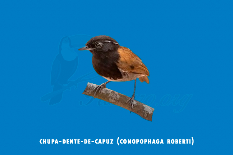 chupa-dente-de-capuz (conopophaga roberti)