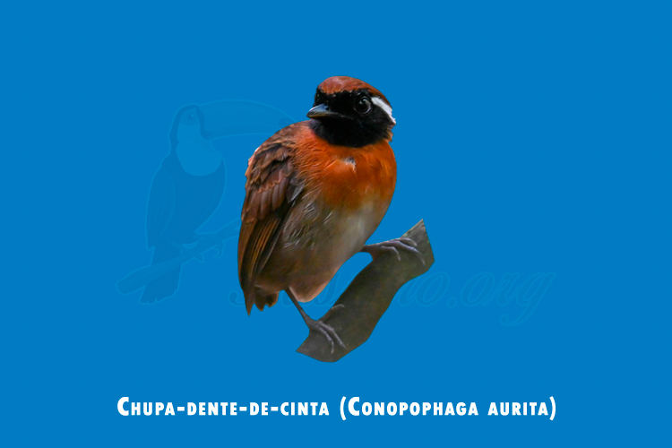 chupa-dente-de-cinta (conopophaga aurita)