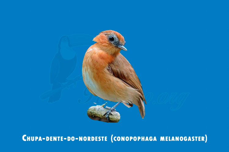  chupa-dente-do-nordeste (Conopophaga cearae)