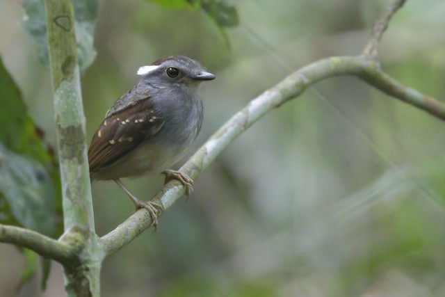 chupa-dente-do-peru