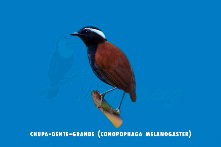 chupa-dente-grande (conopophaga melanogaster)