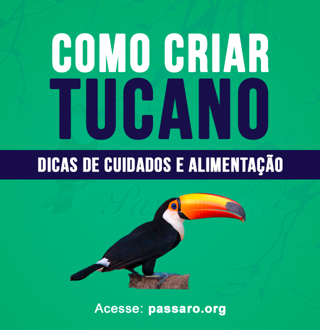 como criar tucano