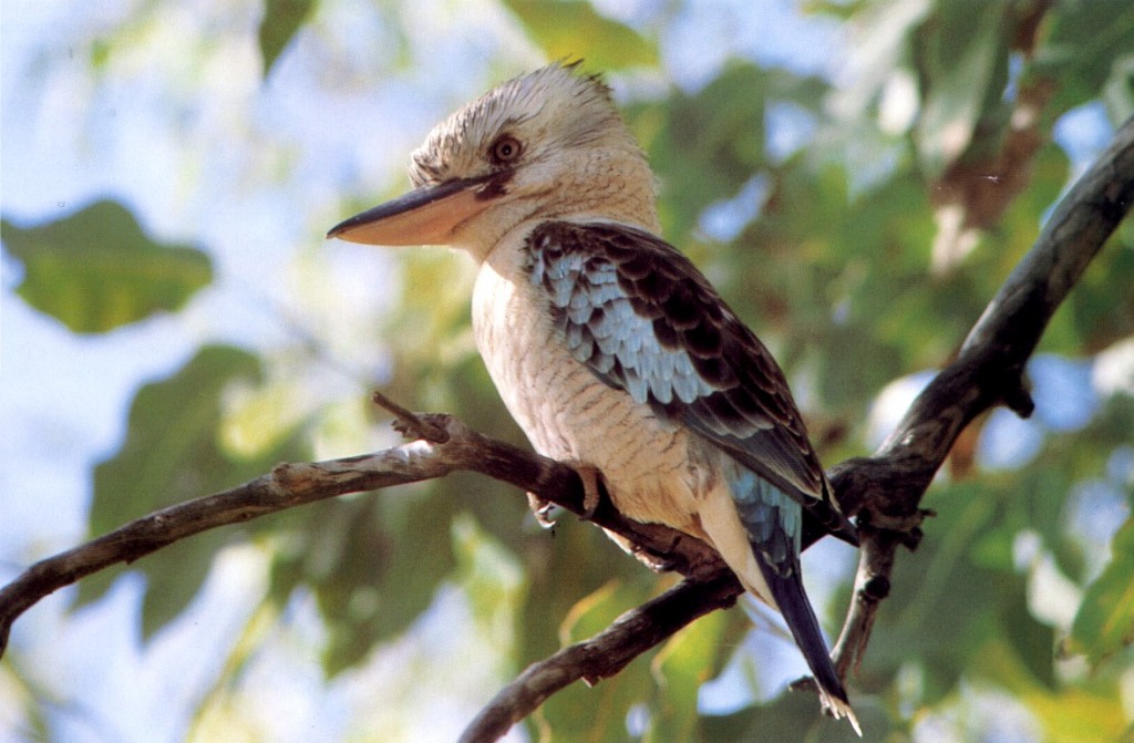 cucaburra-de-asas-azuis