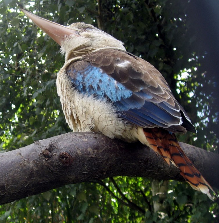 cucaburra-de-asas-azuis