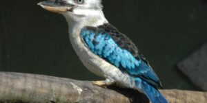 cucaburra-de-asas-azuis