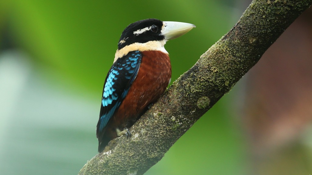 cucaburra de barriga ruiva