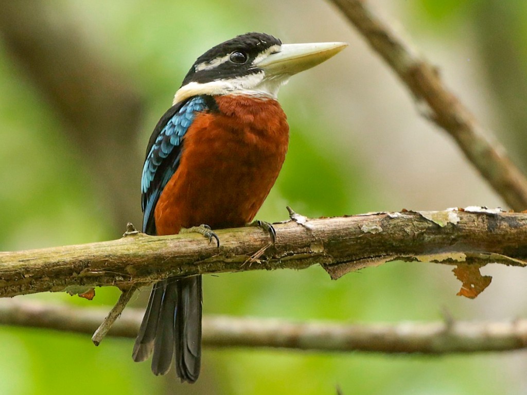 Cucaburra de barriga ruiva