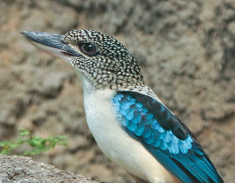 cucaburra-de-lantejoulas 