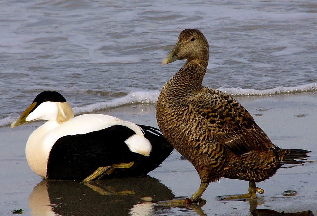 eider-edredao