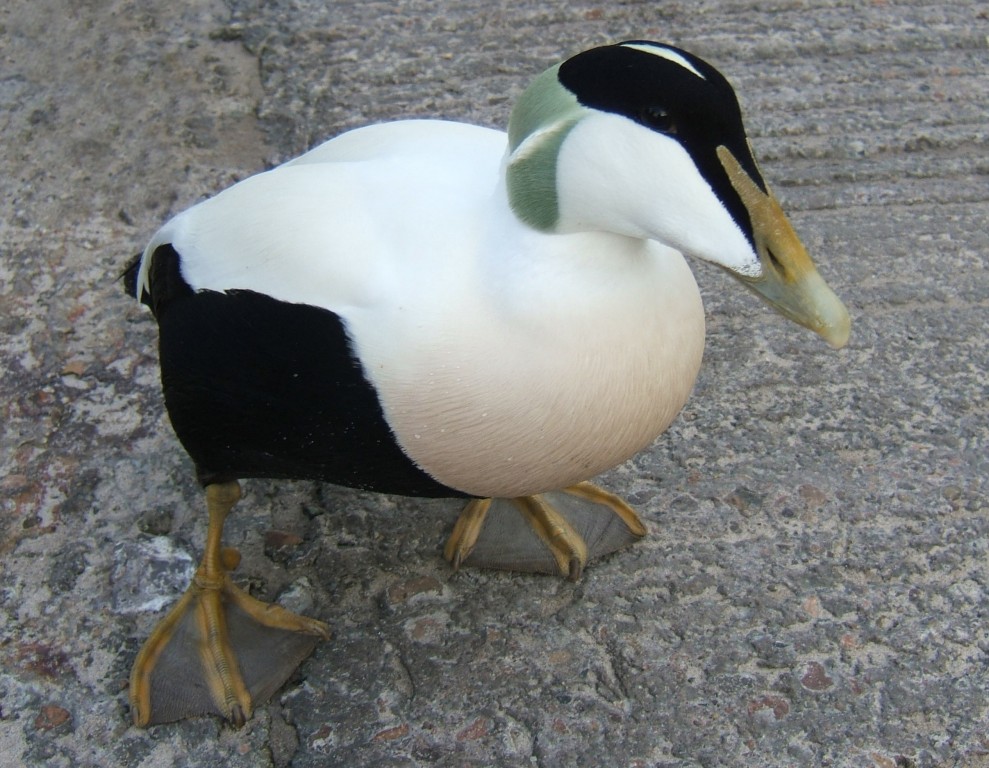 eider-edredao