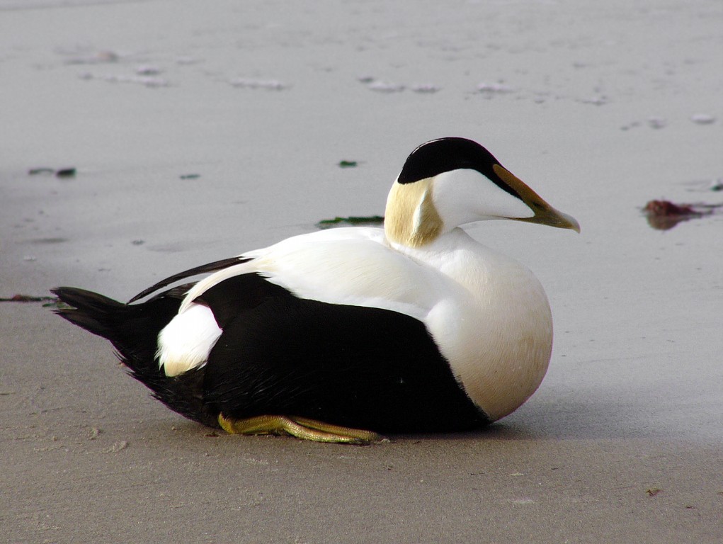 eider-edredao