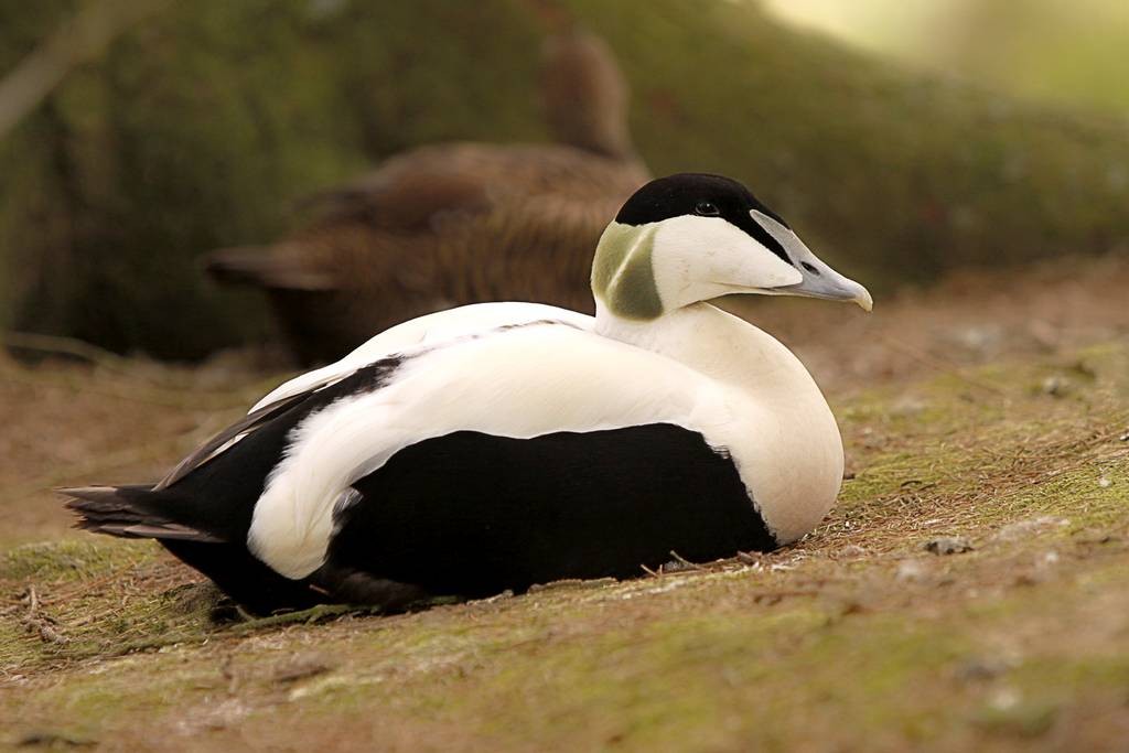 eider-edredao