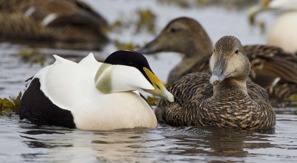 eider-edredao