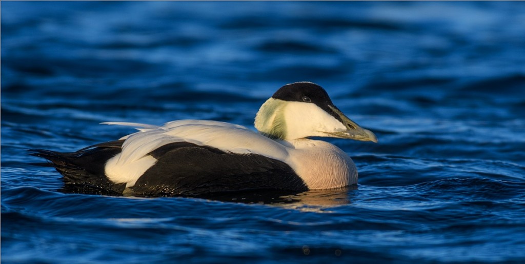 eider-edredao