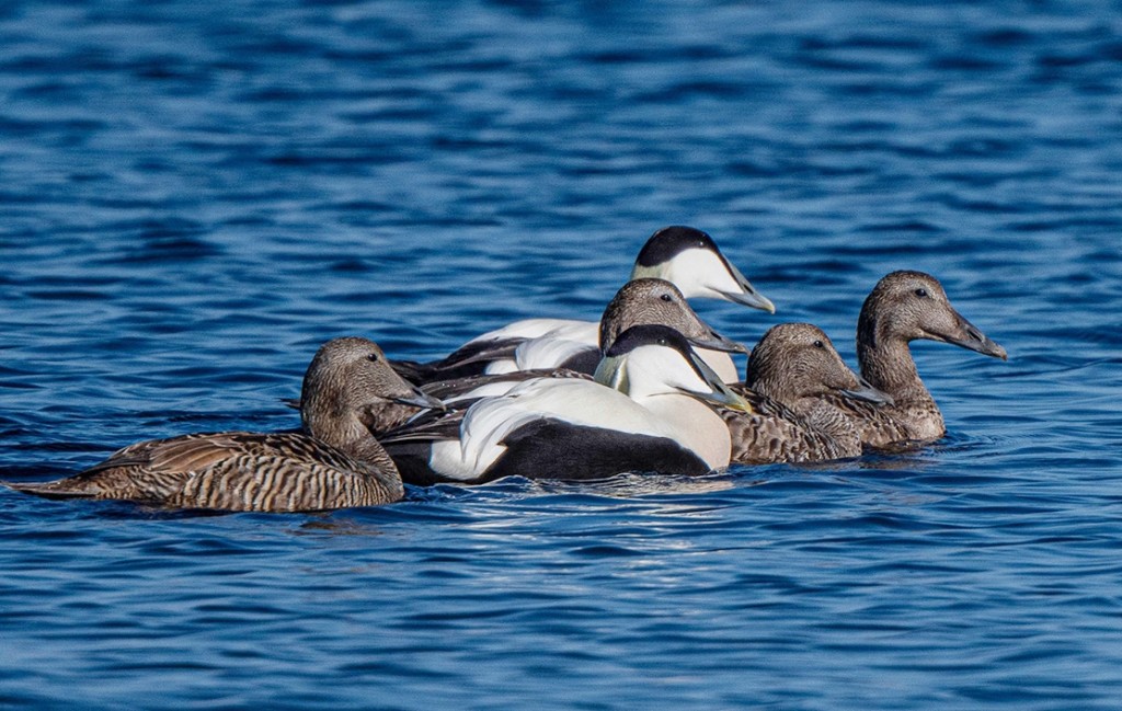 eider-edredao