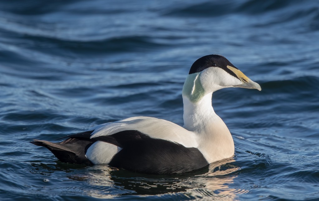 eider-edredao