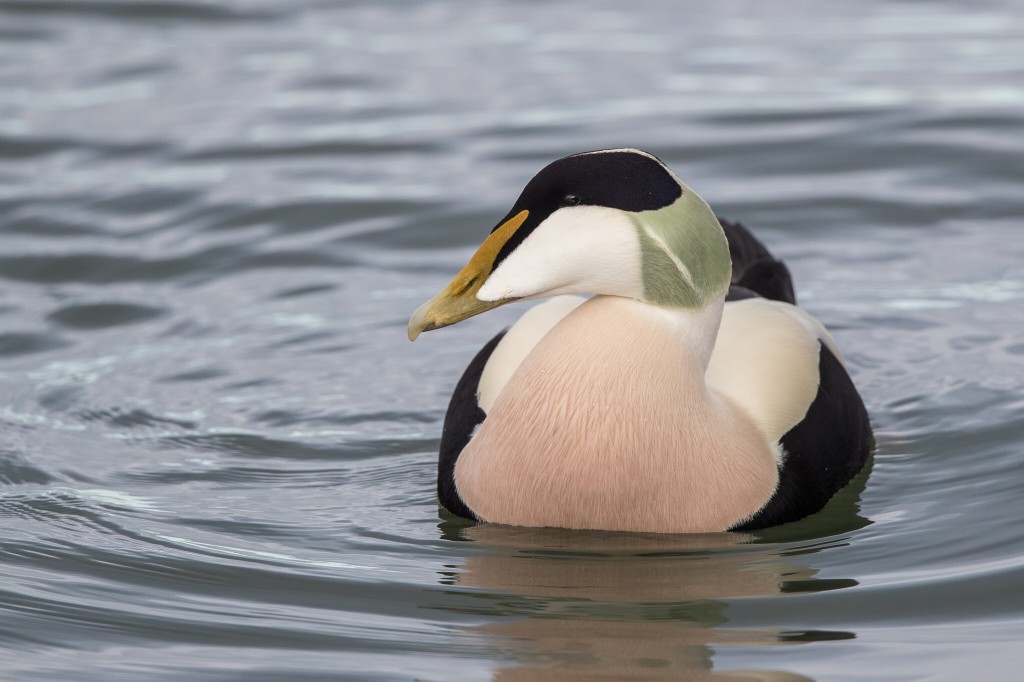 eider-edredao