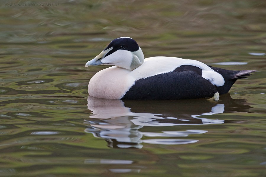 eider-edredao