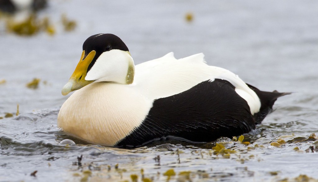 eider-edredao